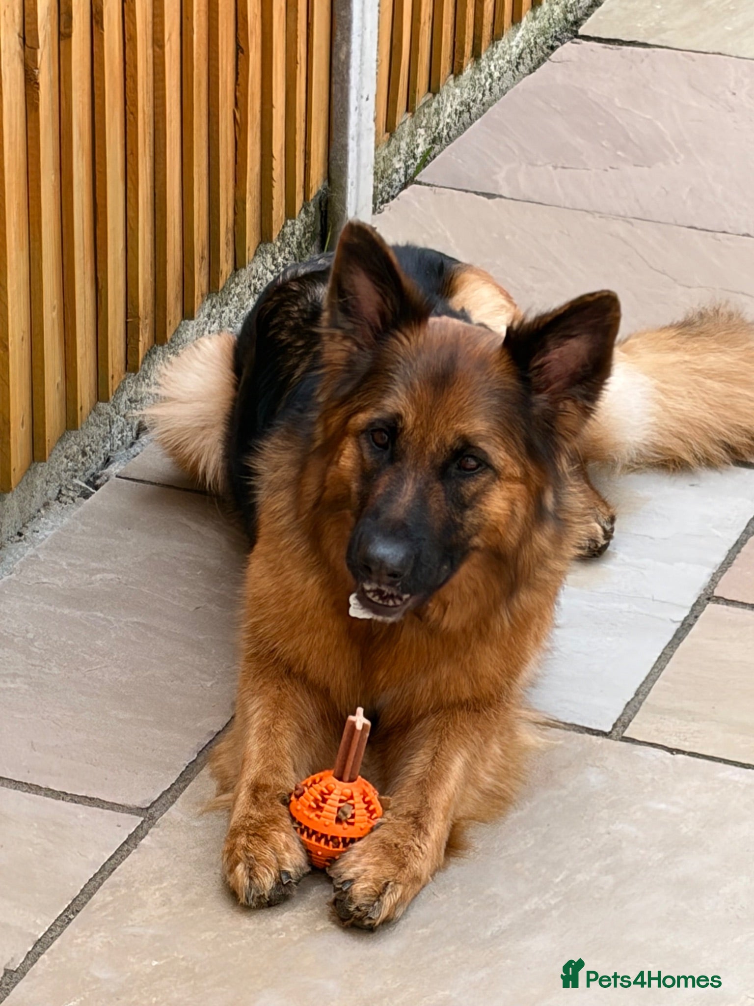 German Shepherd dogs Pedigree 3year old German shepherd for sale - Advert 10