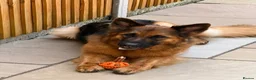 German Shepherd dogs for sale: Pedigree 3year old German shepherd for sale - Advert 1