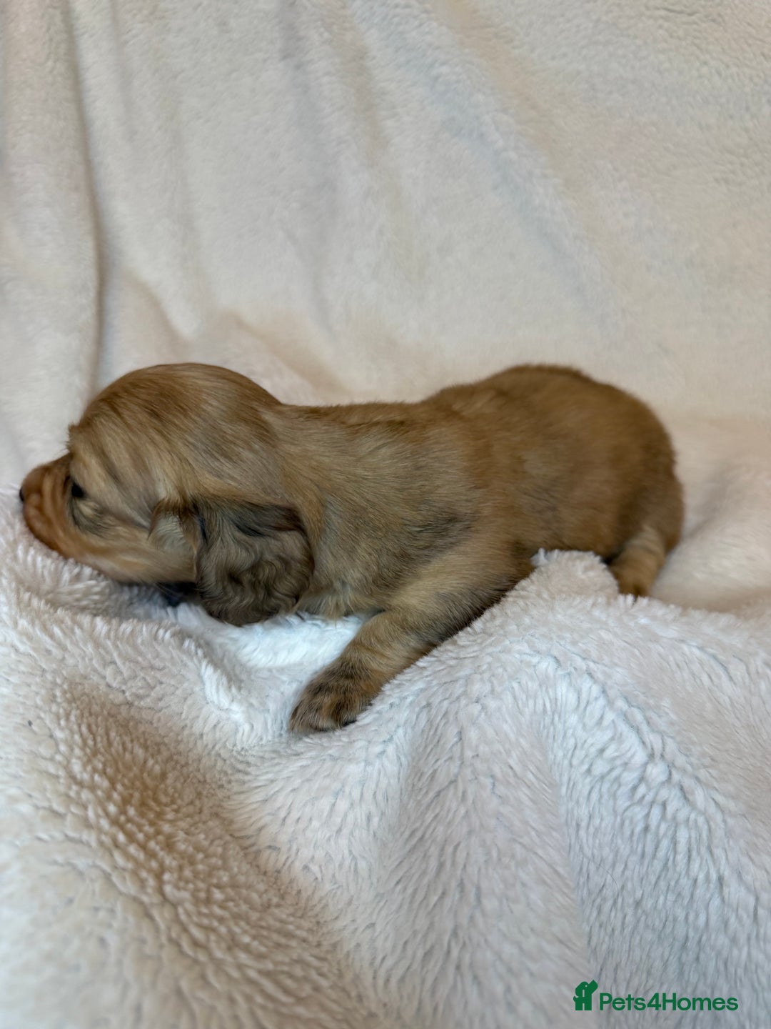 Miniature Dachshund dogs for sale: LONG HAIRED MINI DACSHUND  - Advert 2
