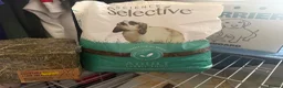Mixed Breed rabbits for sale: 8 Week Old Mixed Colour Rabbit  - Advert 8