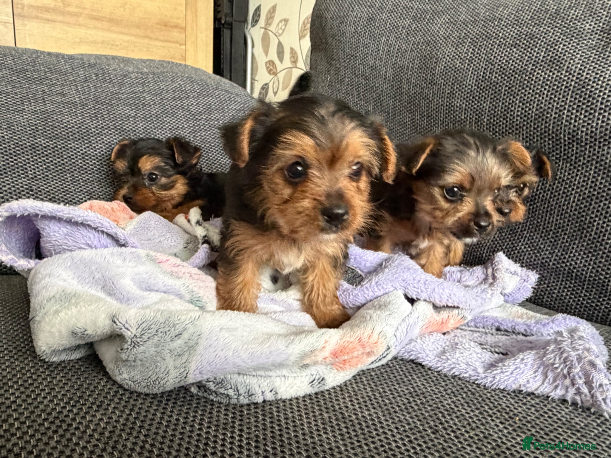 Yorkshire Terrier dogs for sale: 4 gorgeous puppies looking for their forever home in Horley - Advert 3