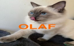 Ragdoll cats for sale: Ragdoll Kittens Looking for Their Forever Homes  - Image 24