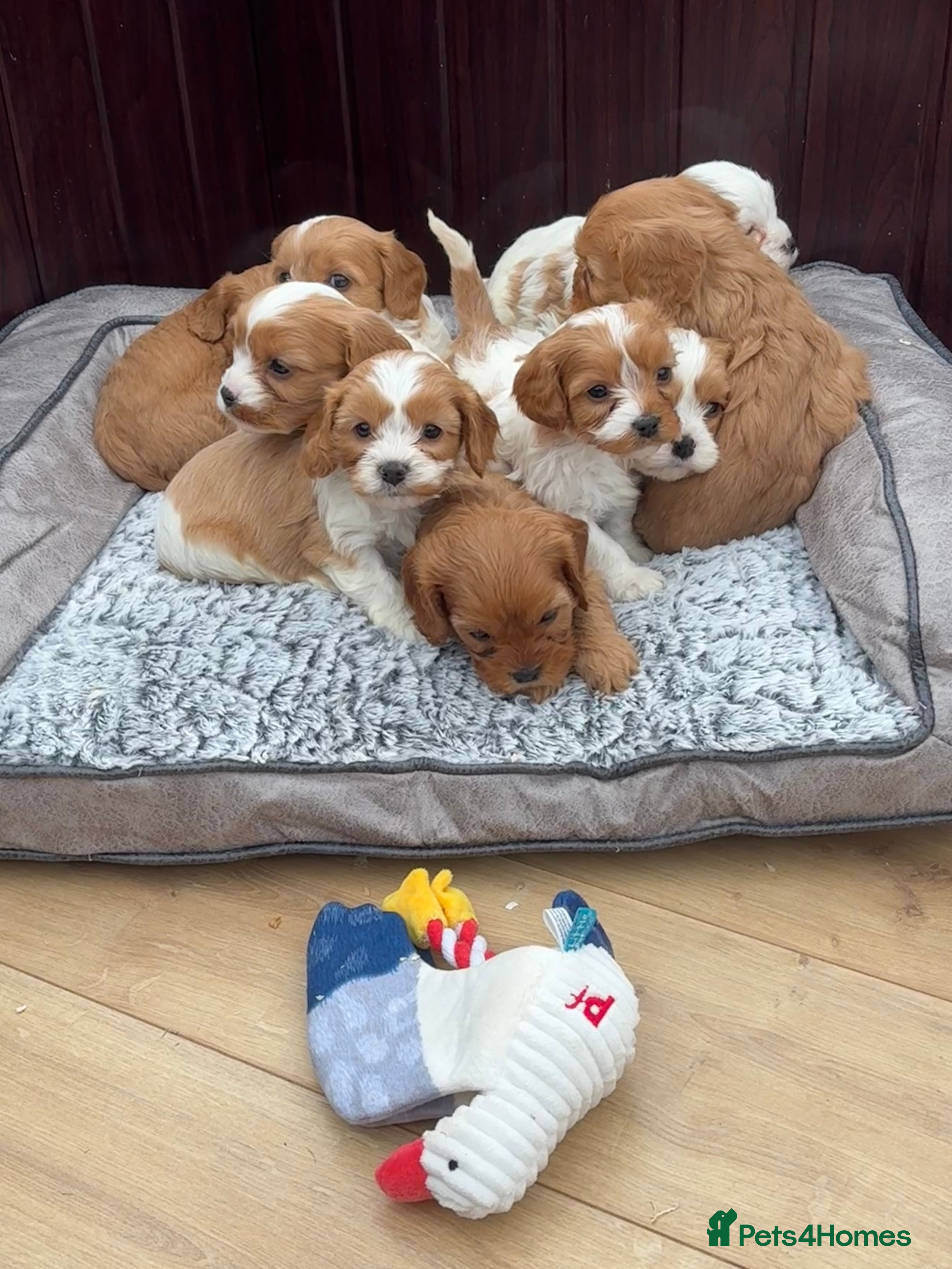 Cavapoochon dogs Stunning Litter of DNA tested Cavapoochon pups - Advert 1