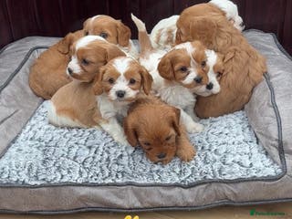 Cavapoochon dogs Stunning Litter of DNA tested Cavapoochon pups - Advert 1