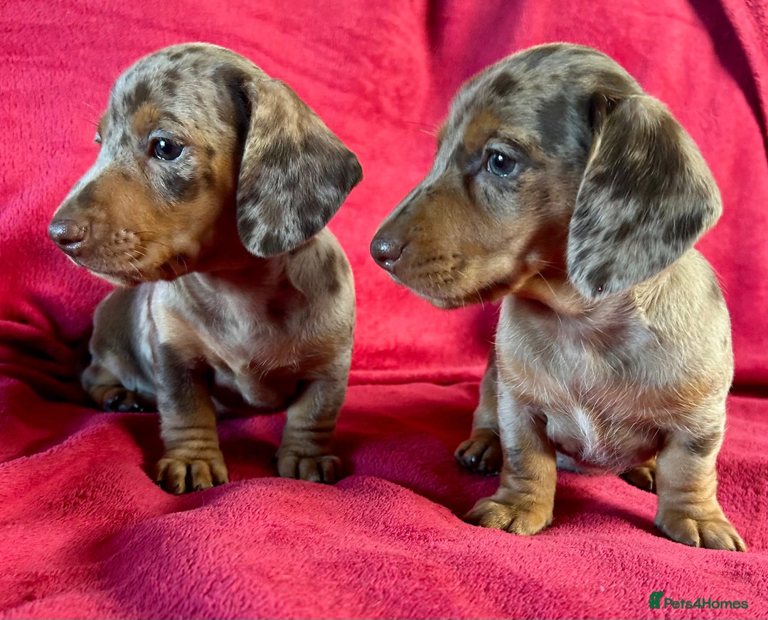 Miniature Dachshund dogs for sale: Stunning Miniature Smooth Dachshunds - Image 30