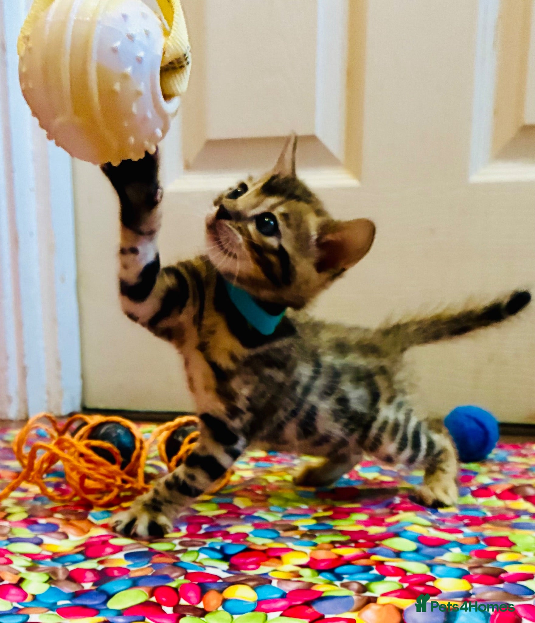 Bengal cats Amazing Bengal Kittens for sale  - Advert 2