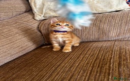 Ragdoll cats for sale: Ragdoll mixed tabby Ginger kittens - Image 14
