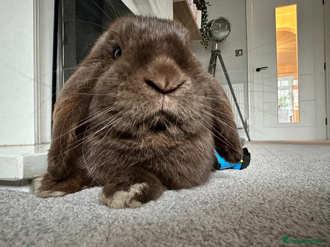 Mini Lop rabbits for sale: Beautiful mini lop rabbit  - Advert 2