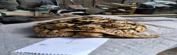Tortoise reptiles for sale: Leopard adult female egg laying tortioses  - Advert 3