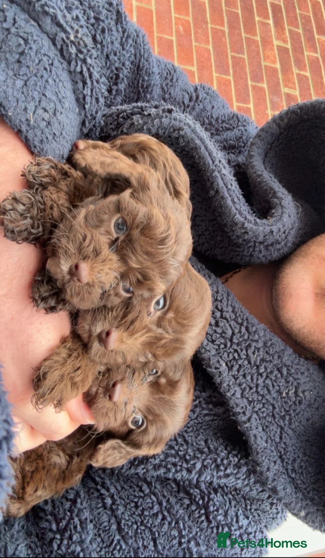 Cockapoo dogs for sale: Adorable F1 chocolate cockapoo pups - Advert 4
