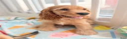 Cocker Spaniel dogs for sale: 🏆 Champion Bloodline KC Show Cocker Spaniel Girl - Advert 6