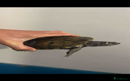Turtle reptiles for sale: 2 yellow belly sliders/3 reeves’ - Image 2