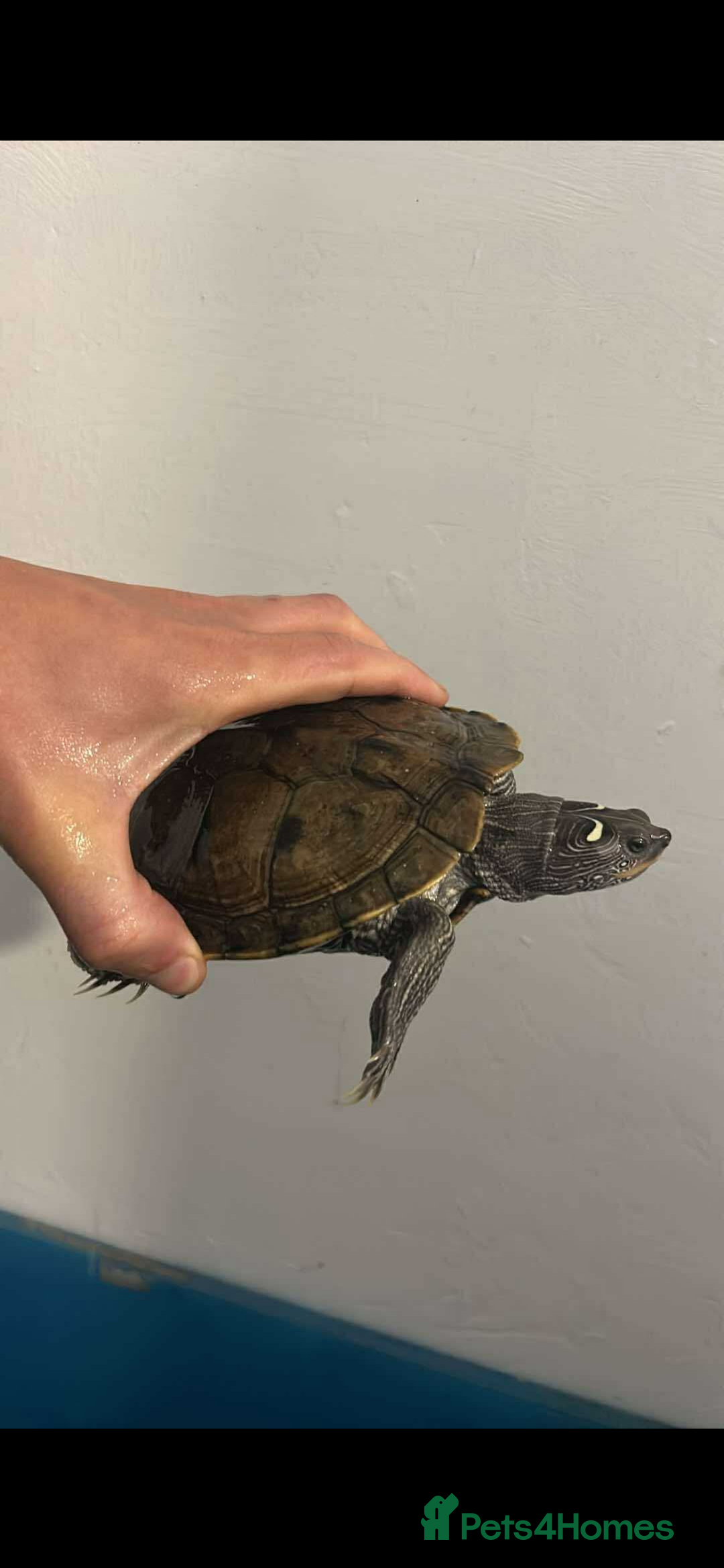 Turtle reptiles for sale: 2 yellow belly sliders/3 reeves’ - Image 2
