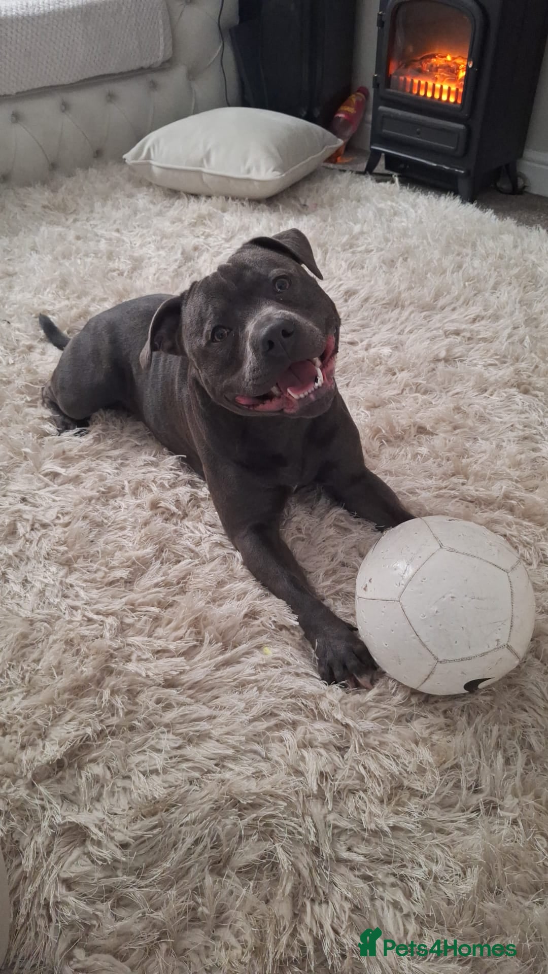 Staffordshire Bull Terrier dogs for stud: **FOR STUD** KC REGISTERED BLUE STAFF BULL TERRIOR - Advert 22