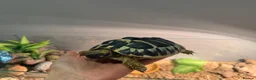 Hermann Tortoise reptiles for sale: Herman Tortoise looking for a new loving home in Southampton - Advert 9