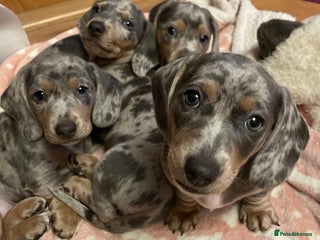 Miniature Dachshund dogs Mini dachshund puppies 7 weeks - Advert 7