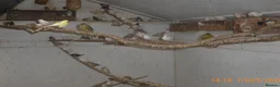 Mixed Breed birds for sale: Zebra Finch and Chinese painted Quail - Advert 5