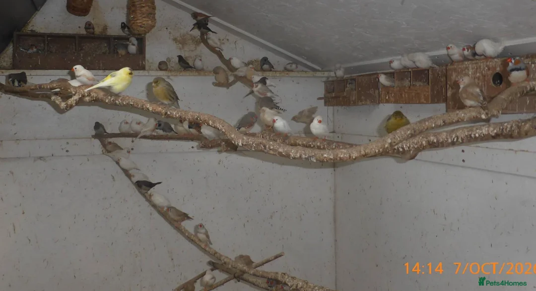 Mixed Breed birds for sale: Zebra Finch and Chinese painted Quail - Advert 5