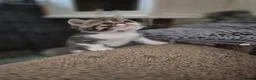 Persian cats for sale: Persian and exotics kittens  - Advert 10