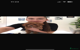 Cavapoo dogs for sale: Beautiful Health Tested F1 Cavapoos 🐶 - Image 6