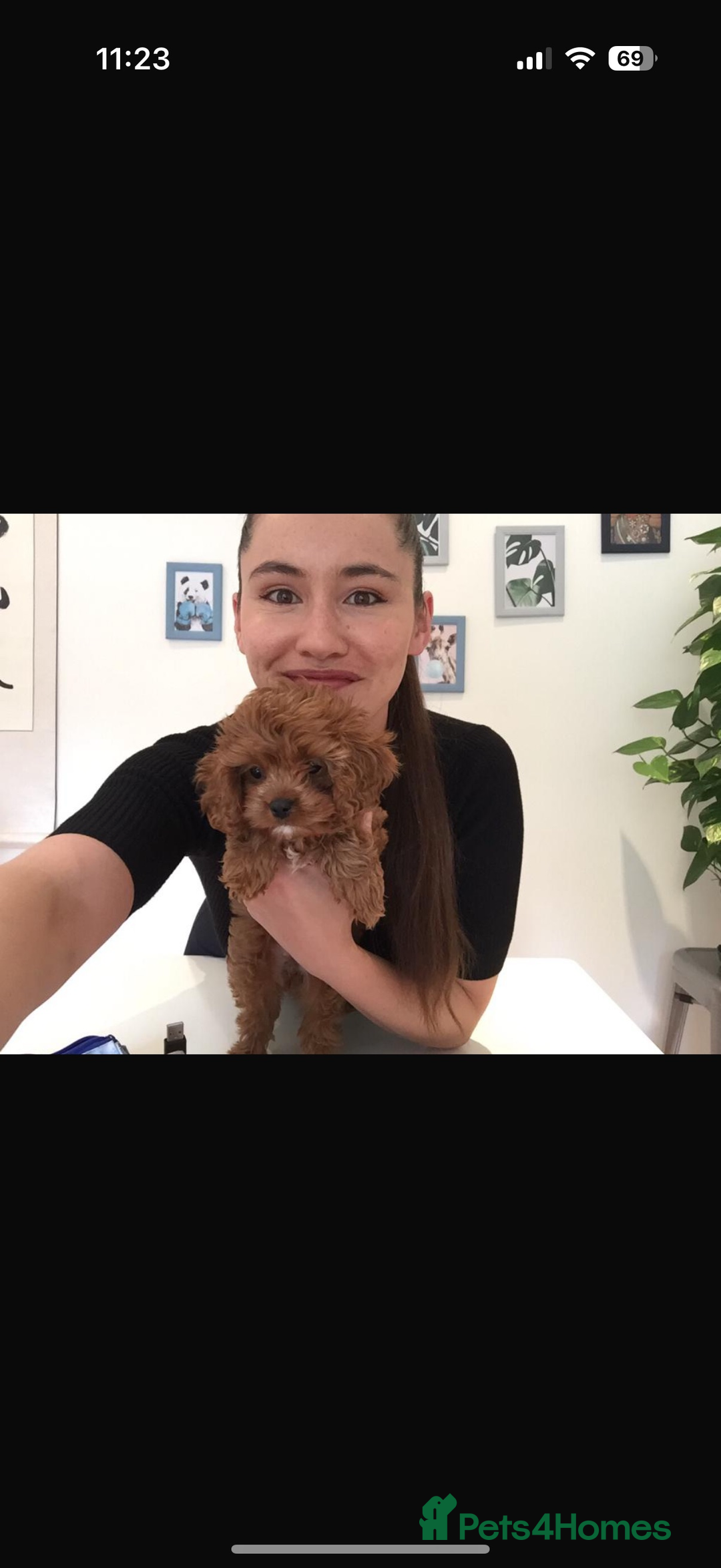 Cavapoo dogs for sale: Beautiful Health Tested F1 Cavapoos 🐶 - Image 6