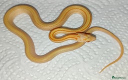 Corn Snake reptiles for sale: 2025 Scaleless cornsnakes  - Image 2