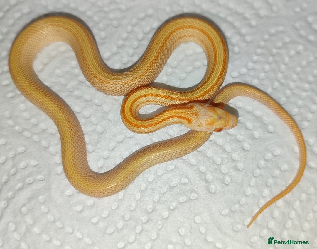 Corn Snake reptiles for sale: 2025 Scaleless cornsnakes  - Image 2