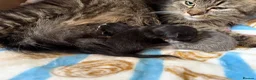 Mixed Breed cats for sale: Manecoon x - Advert 3