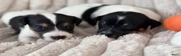 Jack Russell dogs for sale: Smooth coated tan and white jack russels  in Nottingham - Advert 10