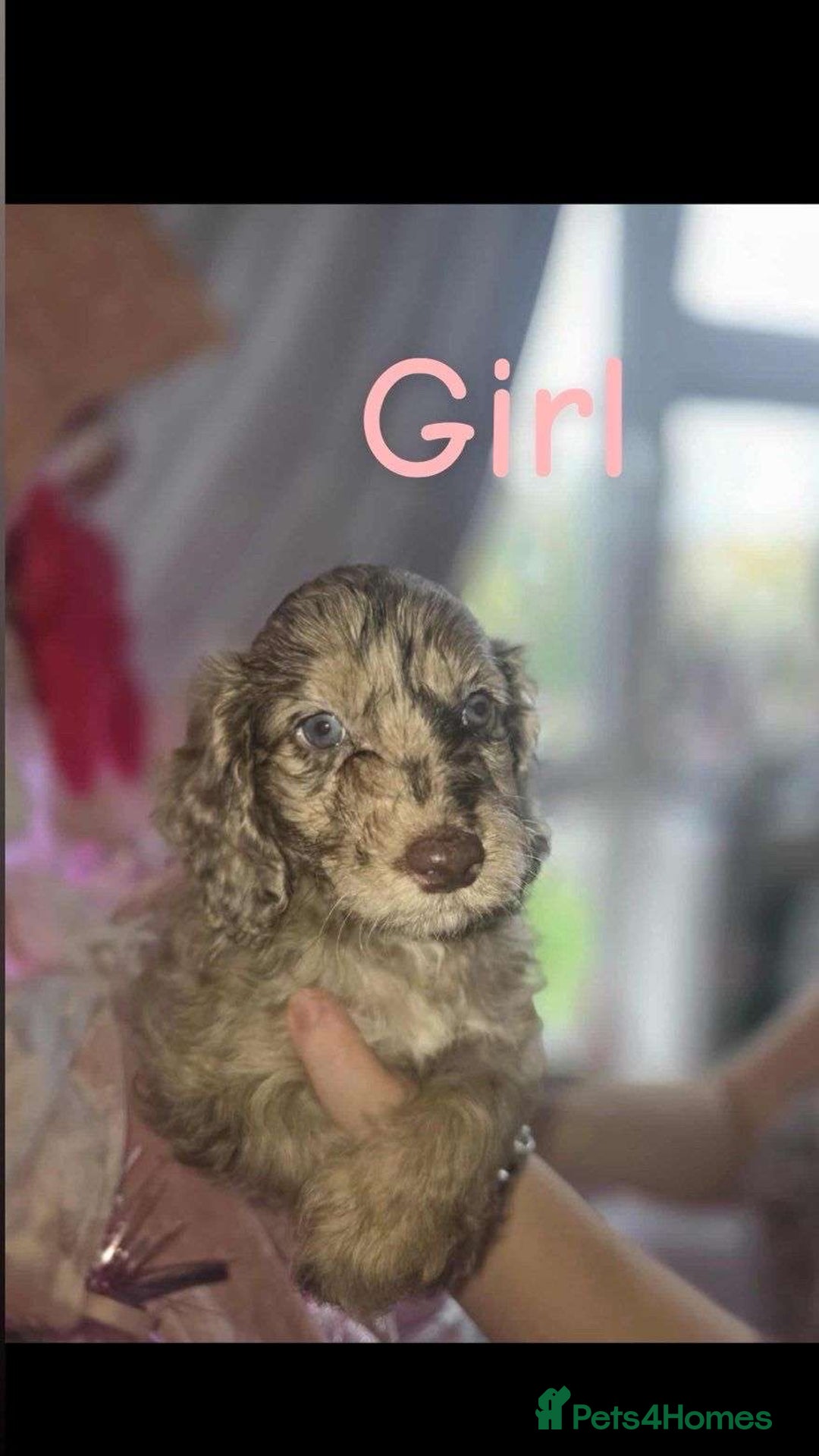 Cockapoo dogs for sale: 8 beautiful F1 cockerpoos. 6 weeks old - Advert 10