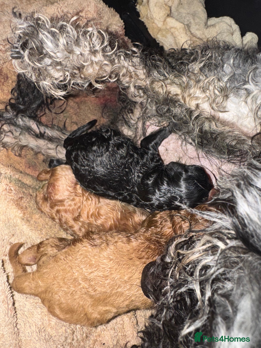 Poochon dogs for sale: Poochon puppies  - Image 7