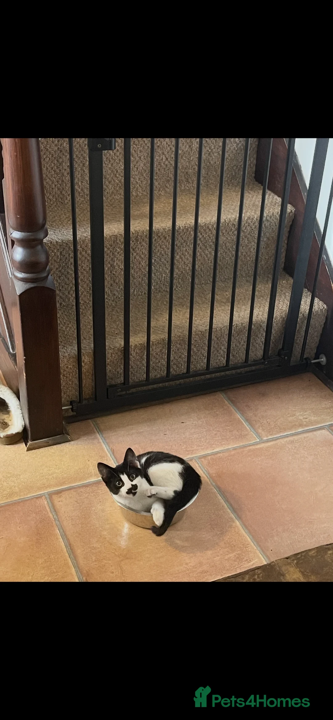 Domestic Shorthair cats for sale: 5 Month Kitten - Advert 2