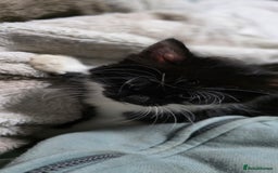 Mixed Breed cats for sale: Friendly playful kittens ready to find thier new  - Image 16
