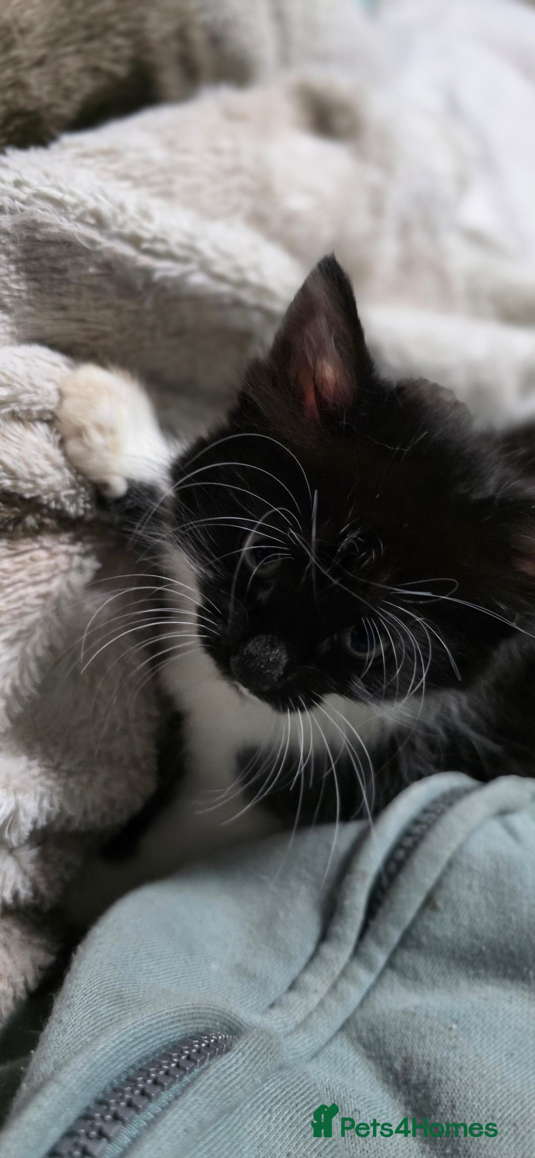 Mixed Breed cats for sale: Friendly playful kittens ready to find thier new  - Image 16