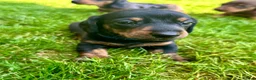Miniature Dachshund dogs for sale: 🐾 LAST BOY LEFT - adorable miniature dachshund 🐾 - Advert 17