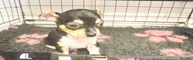 Chihuahua 2