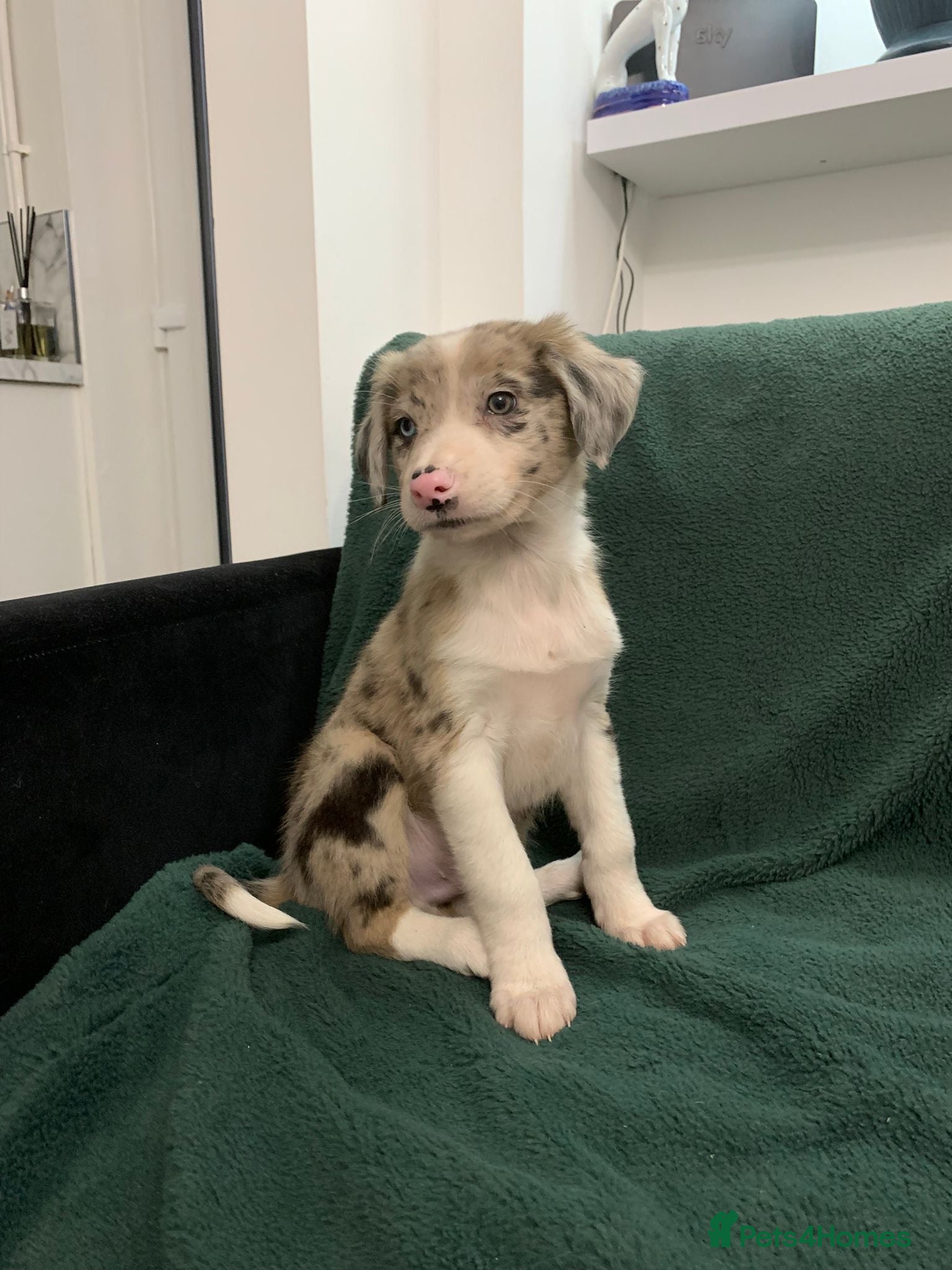 Mixed Breed dogs Old style Lurcher puppies - Advert 9