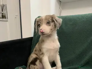 Mixed Breed dogs Old style Lurcher puppies - Advert 9