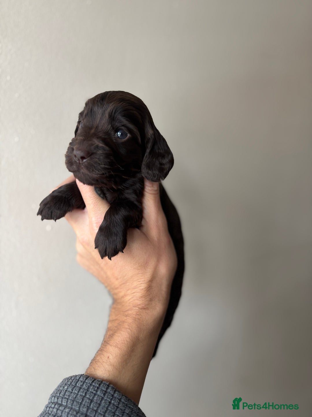 Cocker Spaniel dogs for sale: 🐾Show Cocker Spaniel 🐾  - Image 2