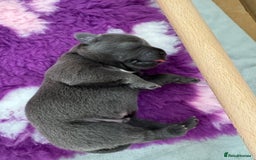 Staffordshire Bull Terrier dogs for sale: Valglo champion cross Bronson line blue/black pups - Image 7