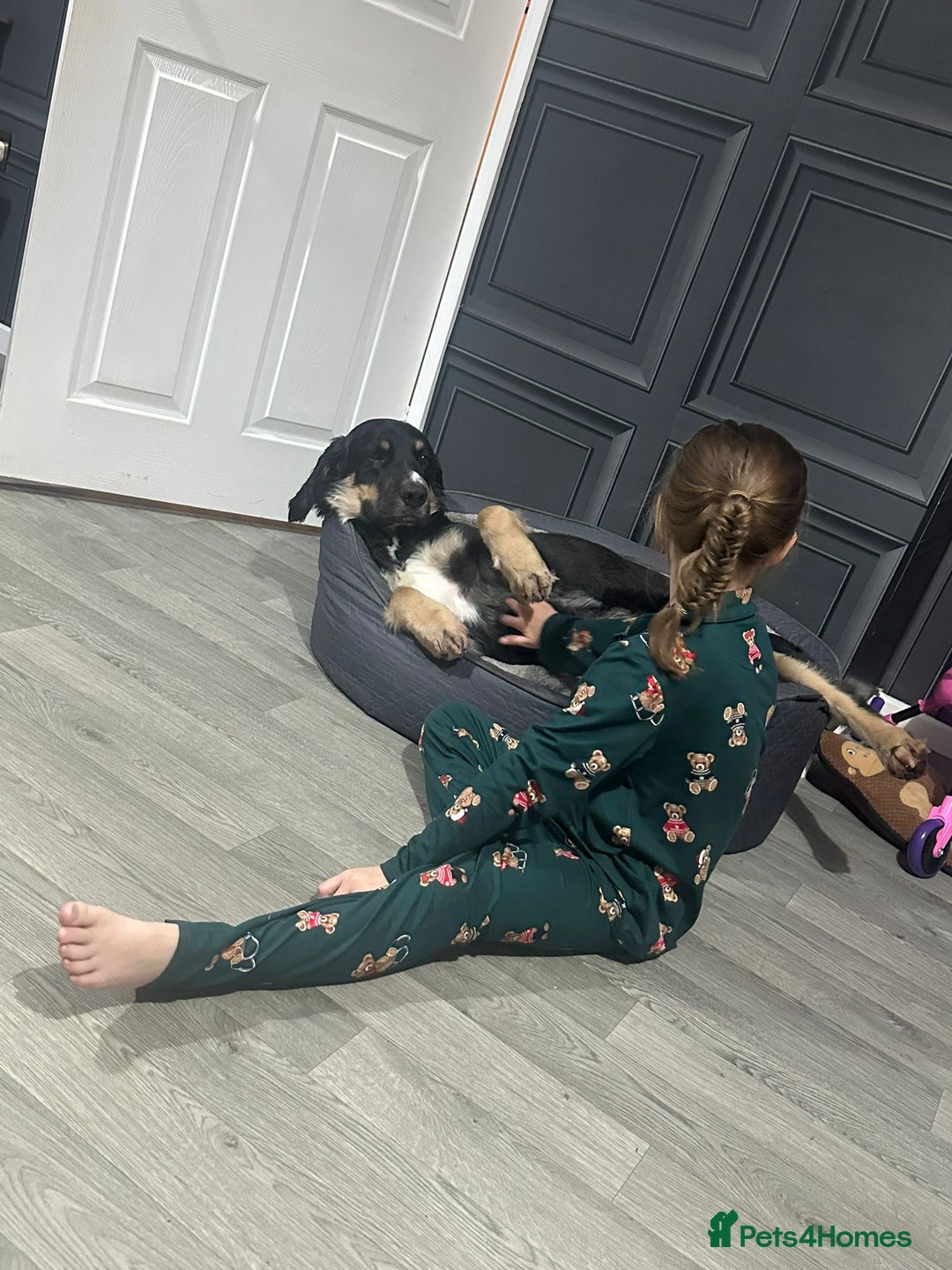 Mixed Breed dogs for sale: This jake - Advert 3