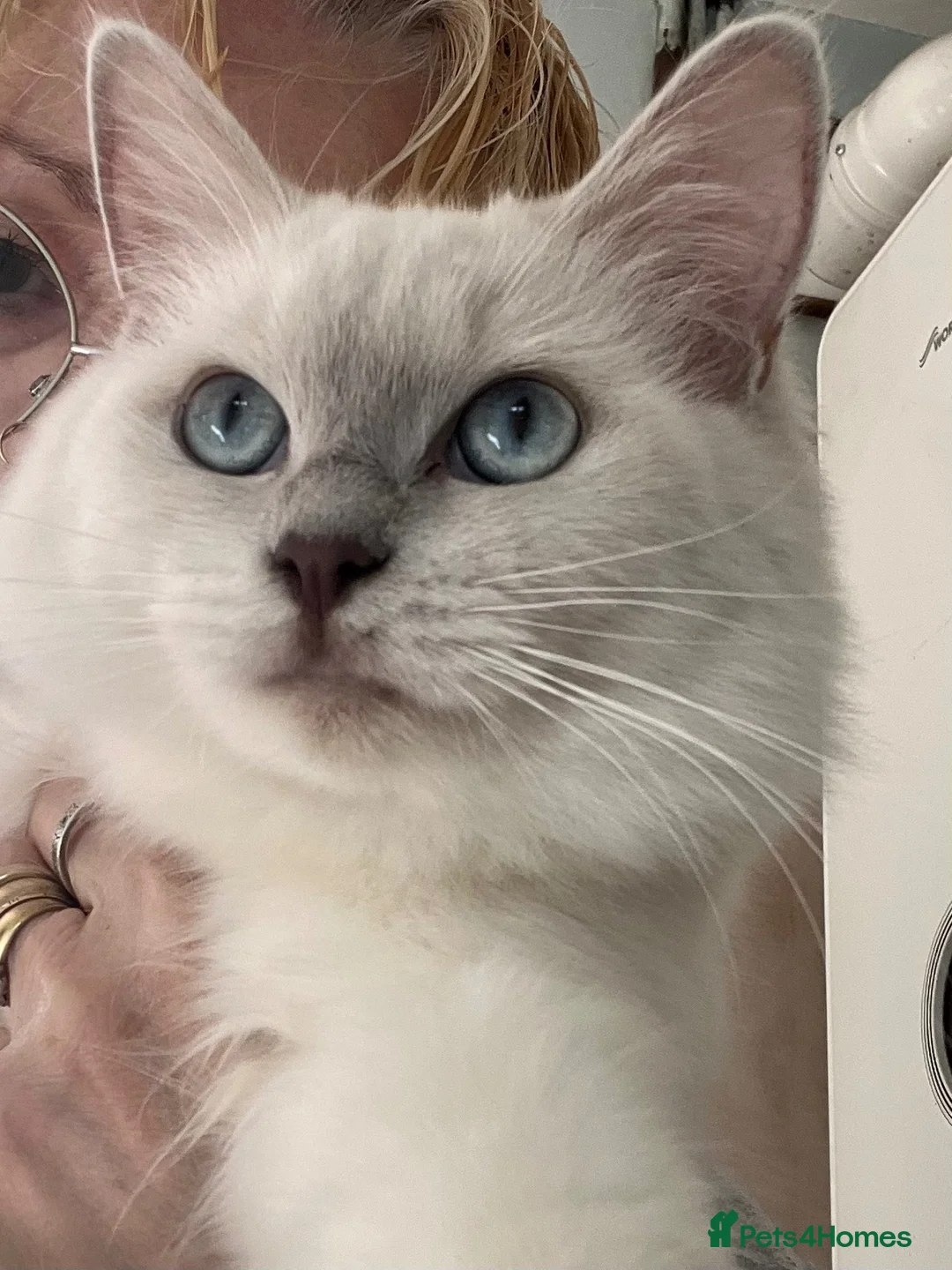 Ragdoll cats for sale: Lilac mink mitted Ragdoll - Advert 1