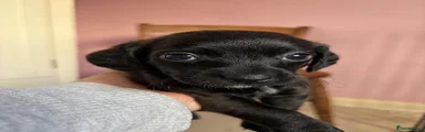 Jackapoo 1