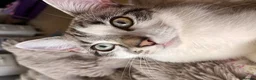 Siamese cats for sale: Siamese Mum Ragdoll±Bengal Dad Blue eyed kittens - Advert 3