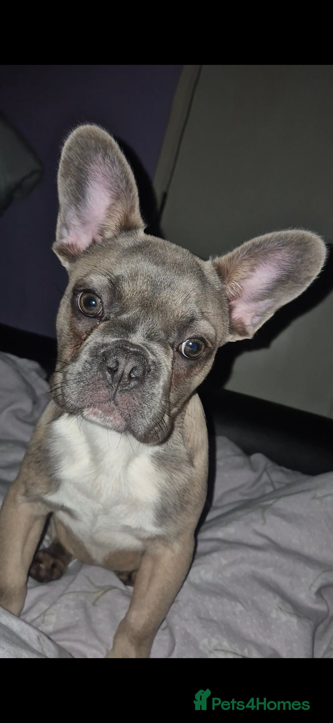 French Bulldog dogs for sale: French Bulldog Puppy - Advert 1
