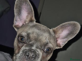 French Bulldog dogs French Bulldog Puppy - Advert 15