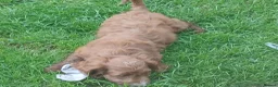 Cockapoo dogs for sale: Red and apricot cockedpoo puppys - Advert 9
