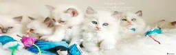 Ragdoll cats for sale: READY😻PURE BEAUTIFUL RAGDOLL 😻😻😻 - Advert 17