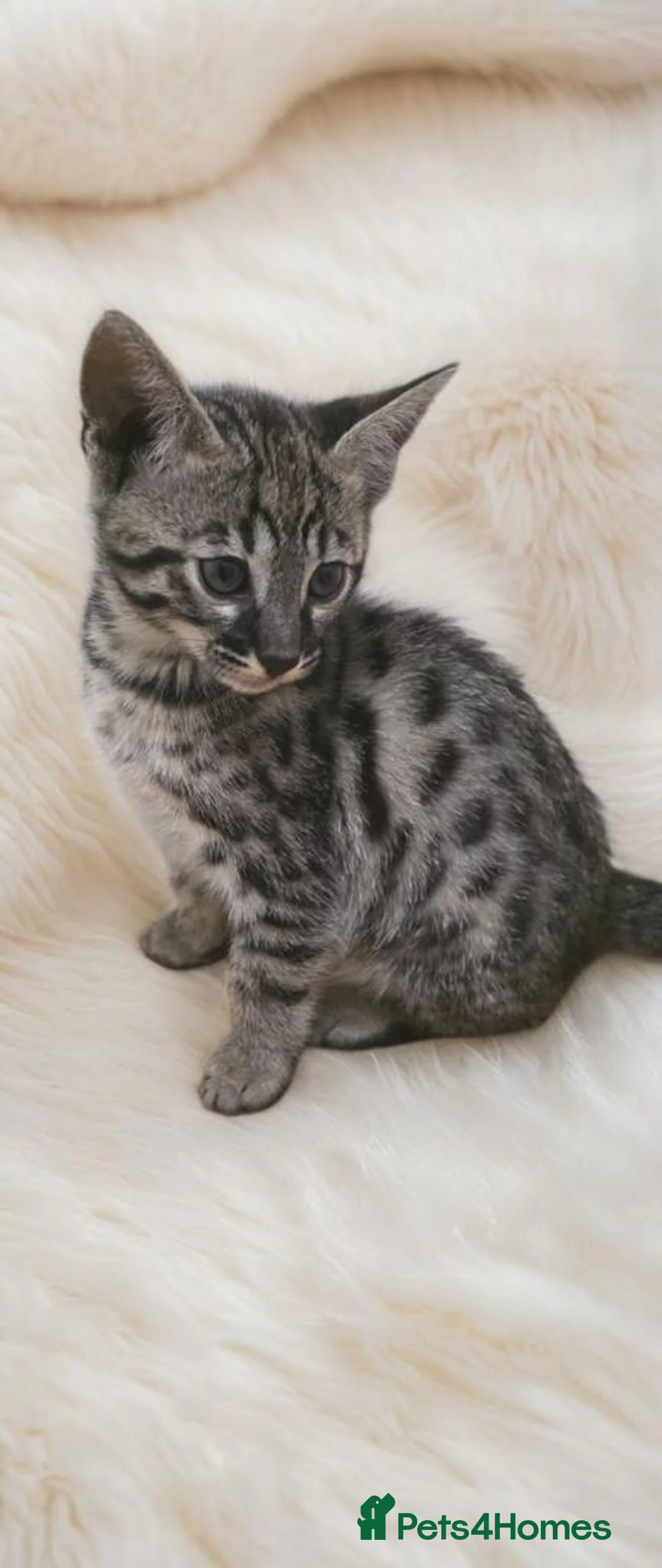 Bengal cats for sale: Savannah x Bengal hybrid Kittens  - Advert 2