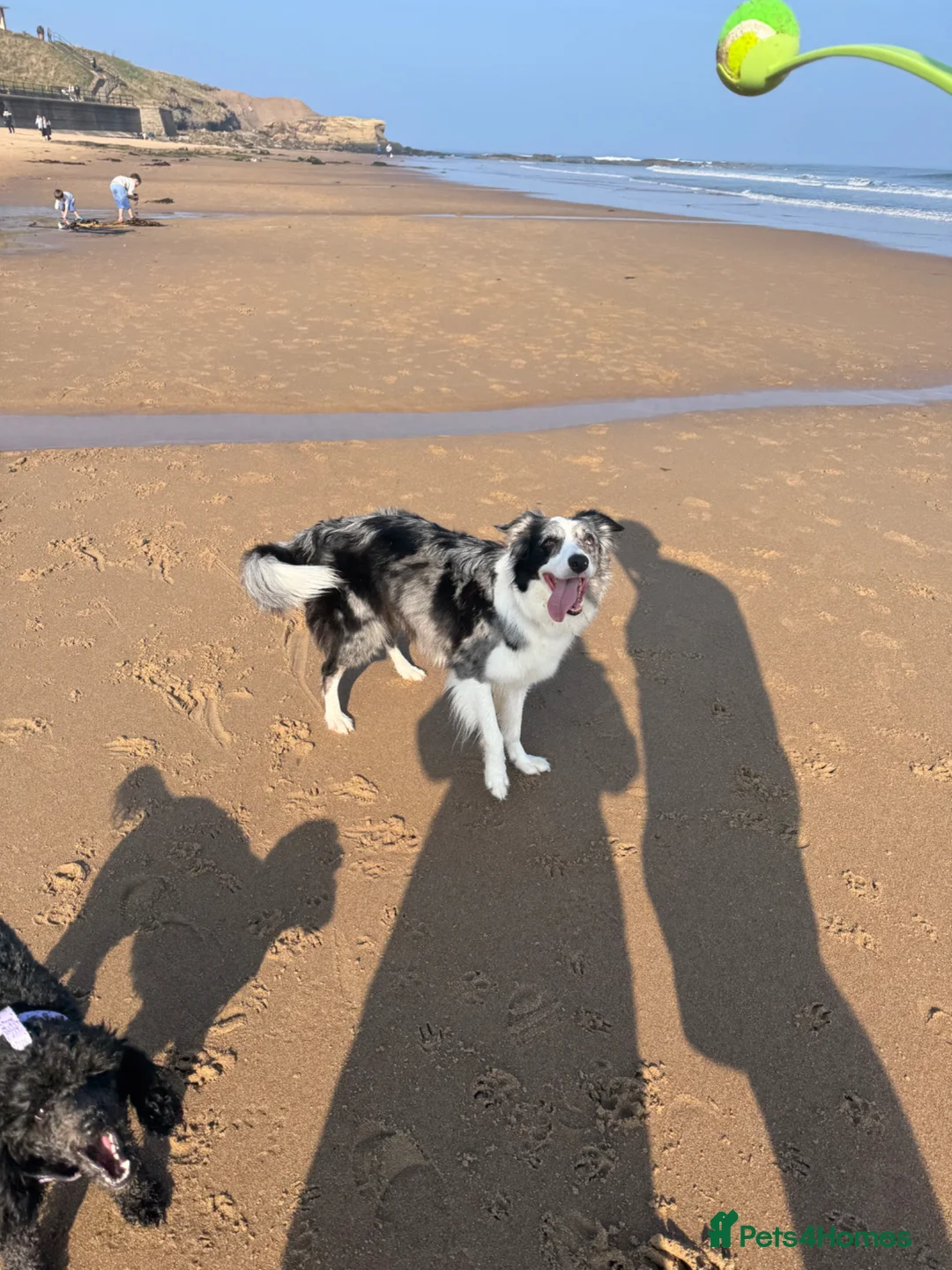 Border Collie dogs for sale: Border collie  in Gateshead - Advert 1